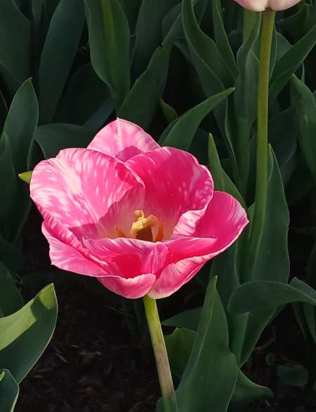 Anna joue avec toi 🥳