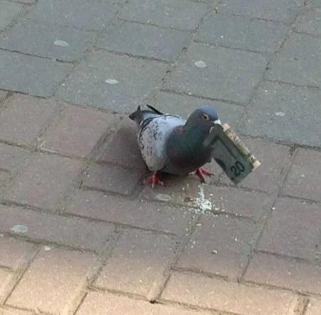 Véritable pigeon soumis aux services des femmes
