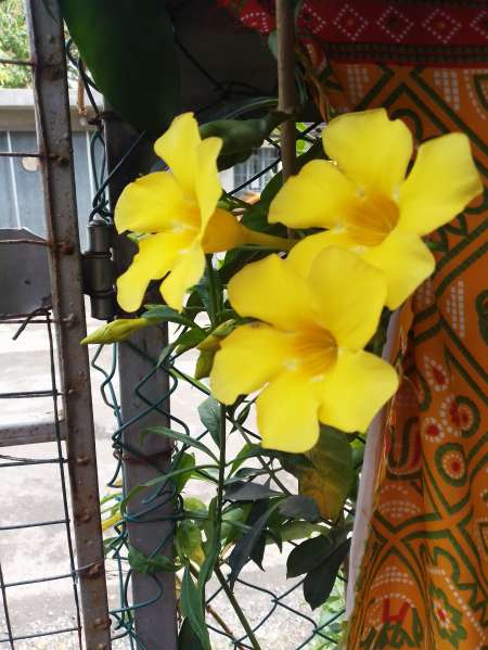 Jeune trans DE dampon