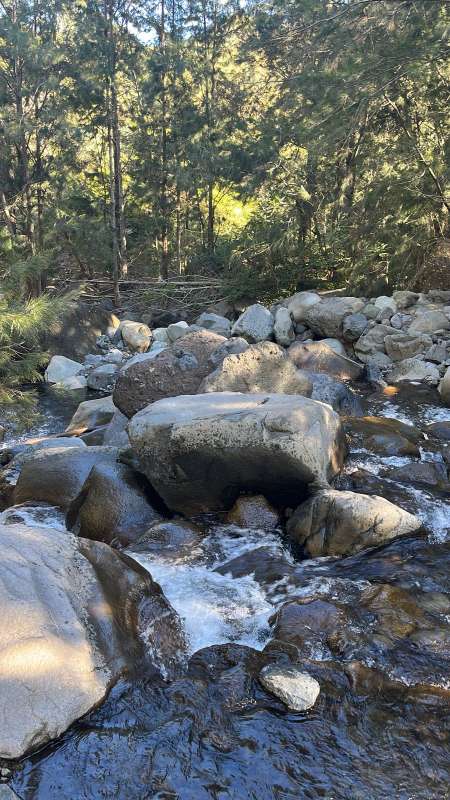 Ch mahoraise tres ronde