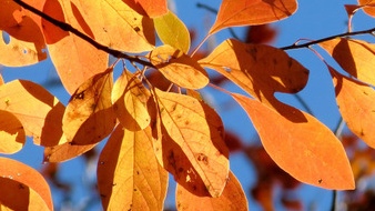 Un homme cherche femme